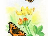 Illustration of Small Tortoiseshell (Aglais urticae) (#3399)
