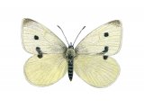 Illustration of Small White (Artogeia rapae) (#2168)