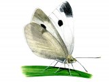 Illustration of Small White (Artogeia rapae) (#2742)