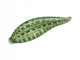 Illustration of Snail Leech (Glossiphonia complanata) (#2278)