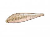 Illustration of Snail Leech (Glossiphonia heteroclita) (#2279)