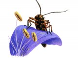 Illustration of Soldier Beetle (Rhagonych fulva) (#2778)