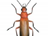 Illustration of Soldier Beetle (Rhagonych fulva) (#4362)