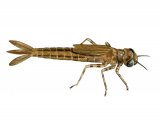 Illustration of Southern Damselfly - larvae (Coenagrion mercuriale) (#2843)