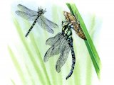 Illustration of Dragonfly (Southern Hawker) Aeshna cyanea (#1281)