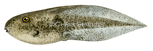 Illustration of Spadefoot Toad Tadpole (Pelobates fuscus) (#3093)