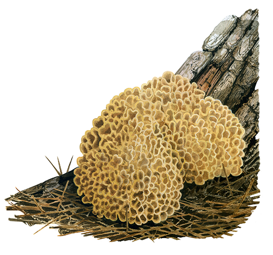 Illustration of Sparassis crispa (Wood Cauliflower) (#4477)