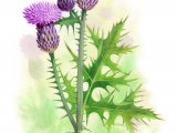 Illustration of Spear Thistle (Cirsium vulgare) (#3401)