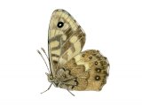 Illustration of Speckled Wood (Pararge aegeria) (#2987)