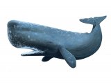Illustration of Sperm Whale (Physeter macrocephalus) (#1850)