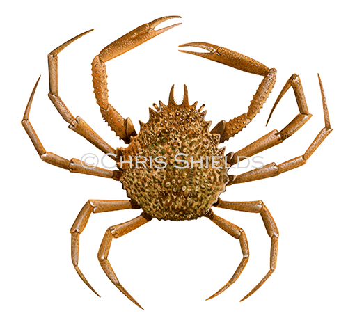 Illustration of Spider Crab (Maja squinado) (#1834)