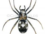 Illustration of Spider (Phrurolithus festivus) (#4677)