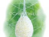 Illustration of Spider Egg Sac (Mata menardi) (#2910)