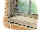 Illustration of Spider Web (Zyglella x-notata) (#2913)