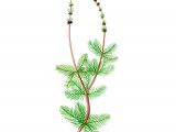 Illustration of Spiked Water Milfoil (Myriophyllum spicatum) (#0998)