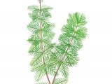 Illustration of Spiked Water Milfoil (Myriophyllum spicatum) (#2814)