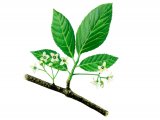 Illustration of Spindle Tree Blossom (Euonymus europaeus) (#0970)