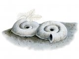 Illustration of Spiral Tube Worm (Spirorbis spirorbis) (#4280)