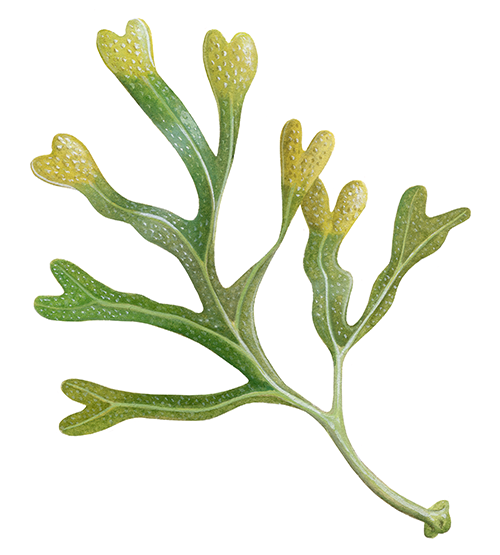 Illustration of Spiral Wrack (Fuscus spiralis) (#4394)