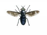 Illustration of Splayed Deerfly male (Chrysops coecutiens) (#4074)
