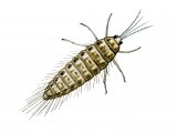 Illustration of Spongefly Larvae (Sisyra) (#1025)