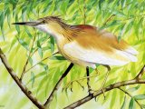 Illustration of Squacco Heron (Ardeola ralloides) (#1811)