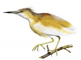 Illustration of Squacco Heron (Ardeola ralloides) (#2092)