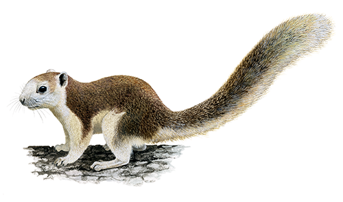 Illustration of Squirrel (Finlayson) Callosciurus finlaysonii (#4411)