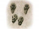Illustration of Squirrel Footprints (#4181)