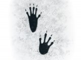 Illustration of Squirrel Footprints (#4182)