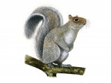 Illustration of Squirrel (Grey) Sciurus carolinensis (#0582)
