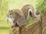 Illustration of Squirrel (Grey) Sciurus carolinensis (#3718)
