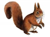 Illustration of Squirrel (Red) Sciurus vulgaris (#2256)