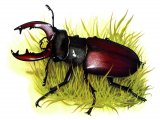 Illustration of Stag Beetle (Lucanus cervus) (#1443)