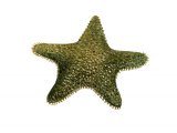Illustration of Starfish (Asterina gibbosa) (#1429)