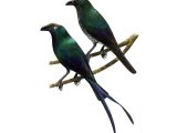Illustration of White-eyed Starling (Aplonis brunneicapilla) left - bottom - adult top - immature (#1245)