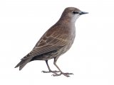Illustration of Common Starling juvenile (Sturnus vulgaris) (#1233)