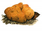 Illustration of Stephanosporus caroticolor (Carroty False Truffle) (#1994)