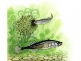 Illustration of Stickleback (Ten-spined)Pungitius pungitius (#0189)