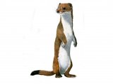 Illustration of Stoat (Mustela erminea) (#0566)