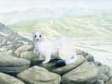Illustration of Stoat (Mustela erminea) (#2488)