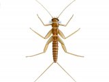 Illustration of Stonefly Larvae (Amphinemura standfussi) (#2844)