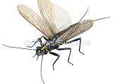 Illustration of Stonefly (Perlodes microcephalus) (#4673)