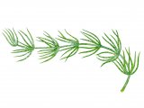 Illustration of Stonewort (Chara vulgaris) (#0973)