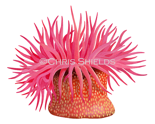 Illustration of Strawberry Anemone (Actinia fragacea) (#4619)