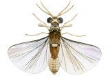 Illustration of Strepsipterian ( Elenchus tenuicornis) (#2618)