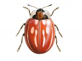Illustration of Striped Ladybird (Myzia oblongoguttata) (#0906)