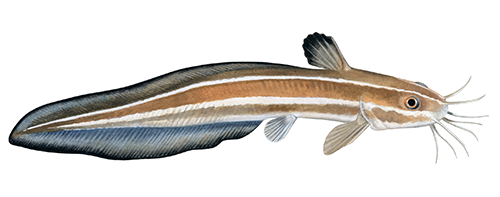 Illustration of Striped eel catfish (Plotosus lineatus) (#4414)