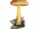 Illustration of Suillus variegatus (Velvet Bolete) (#2316)