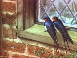 Illustration of Swallow (Hirundo rustica) (#0634)